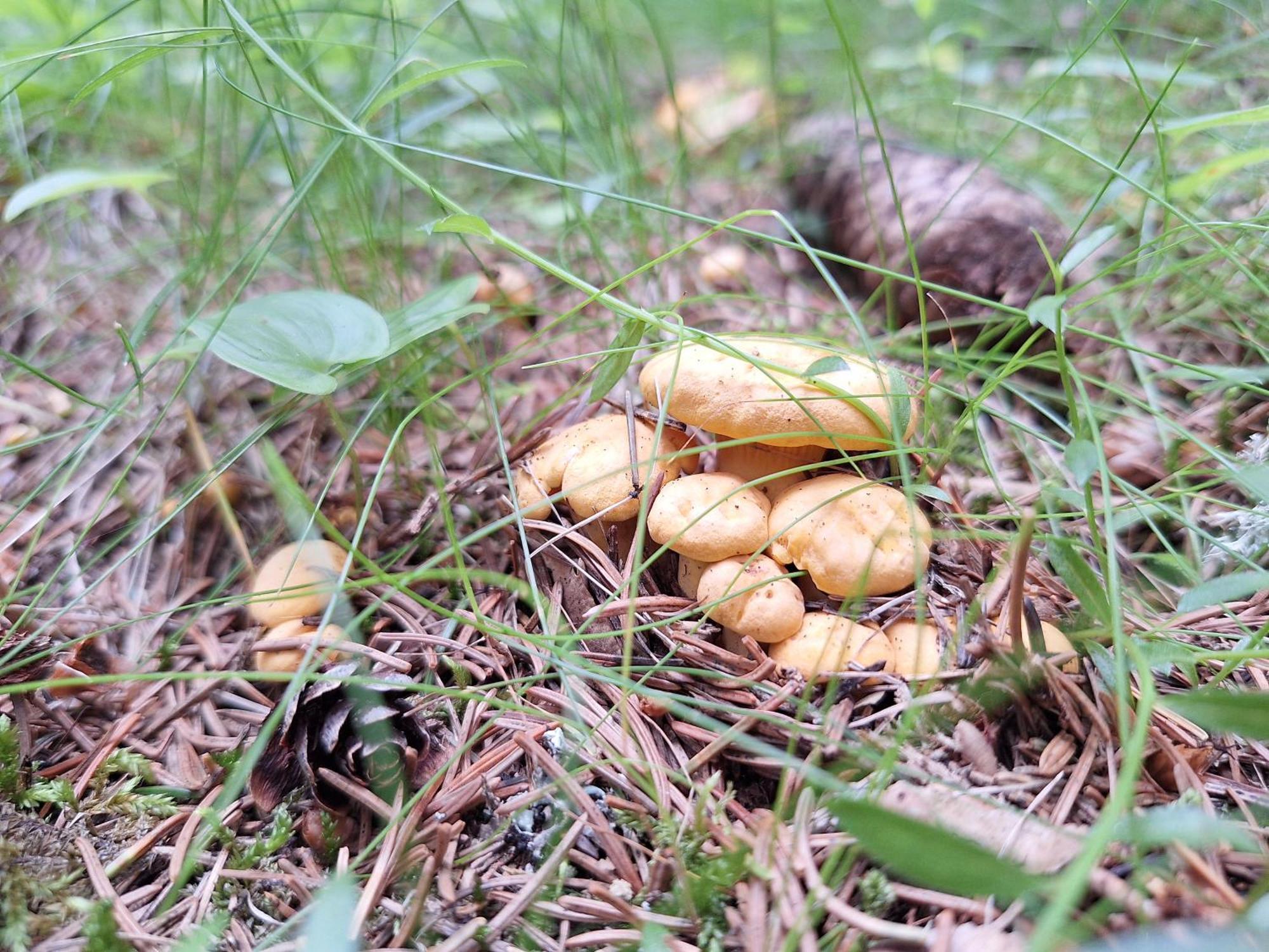 Naturpark Bauernhof Sperl Mariahof المظهر الخارجي الصورة