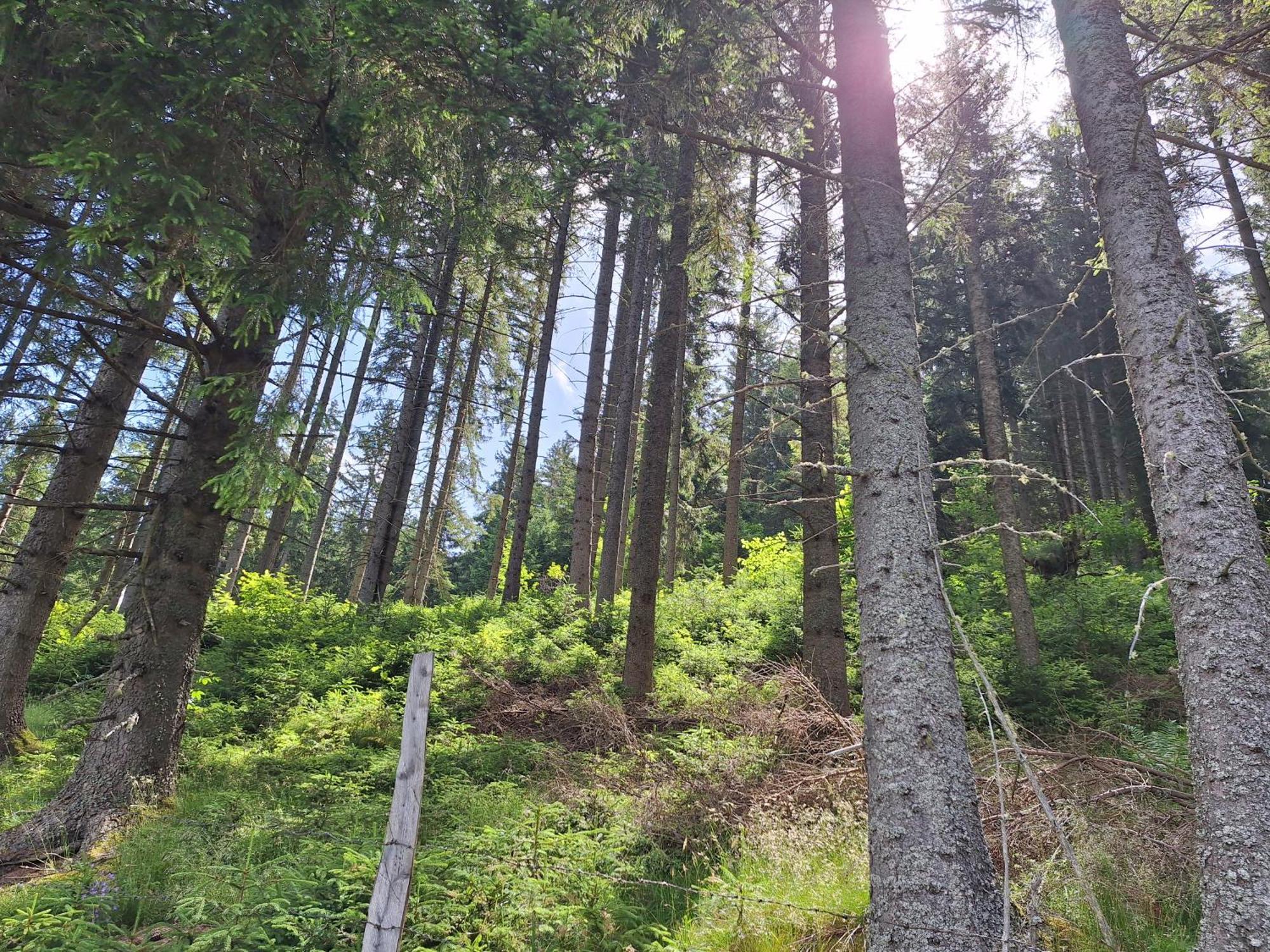 Naturpark Bauernhof Sperl Mariahof المظهر الخارجي الصورة